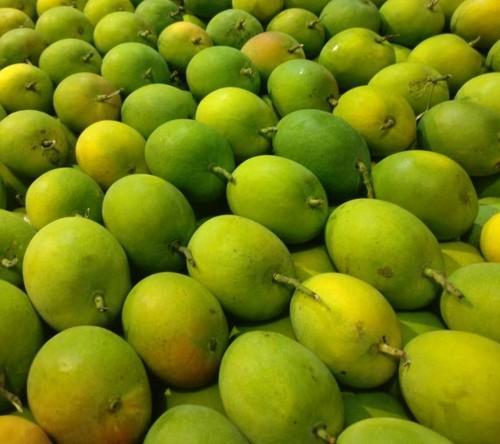 Organic kesar mango