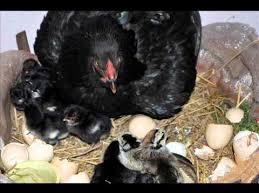 Poultry Farm Kadaknath Chicks, Color : Black