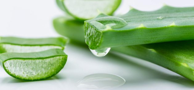 Natural Aloe Vera Leaves