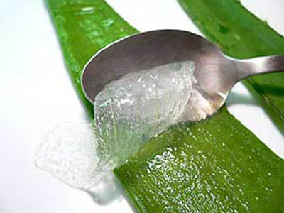 Organic Aloe Vera Pulp, for Parlour, Personal, Personal, Parlour, Packaging Type : Bottle, Plastic Pouch