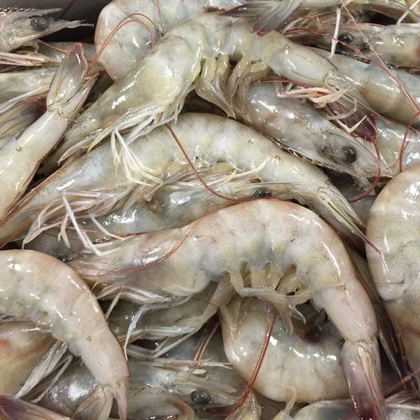 Fresh Chilled Vannamei Shrimps
