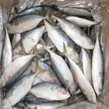 IQF Frozen Tuna Fish