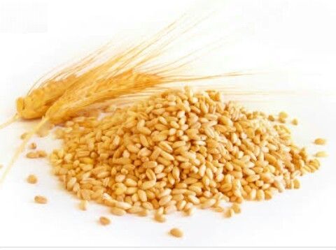 Organic Long Grain Wheat Seeds, Packaging Size : 10-20kg, 20-25kg, 25-50kg, 5-10kg