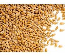 Organic Natural Wheat Seeds, Packaging Size : 10kg, 25kg, 5kg