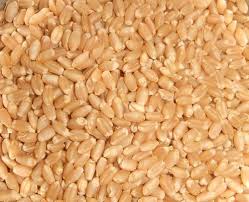 Organic Nutrition Wheat Seeds, Feature : Gluten Free, Healthy, Natural Taste, Non Harmul