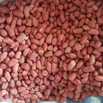 Raw Organic Red Groundnut Kernels, Feature : Fine Taste, Non Harmful