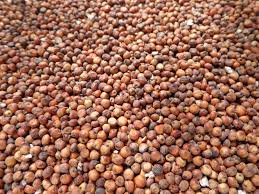 Organic Red Sorghum Seeds, Packaging Type : Gunny Bag, Jute Bag, Plastic Bag
