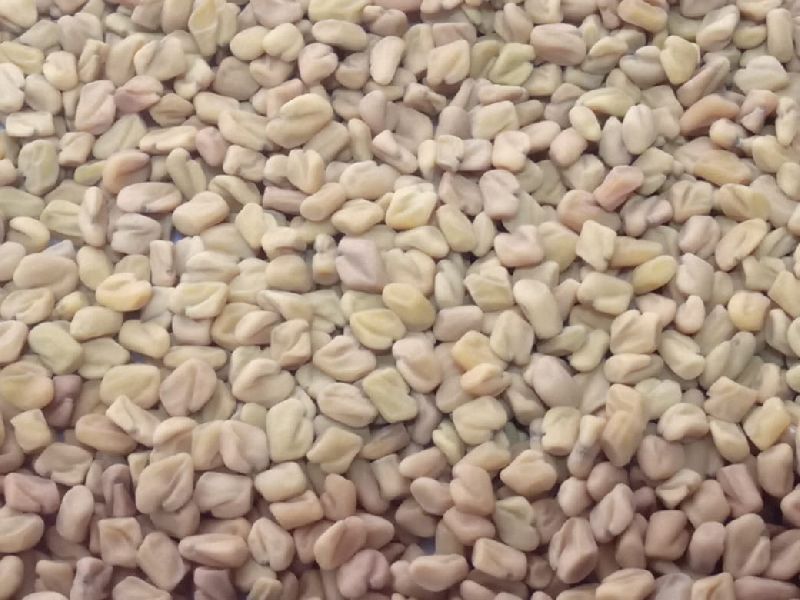 fenugreek seed