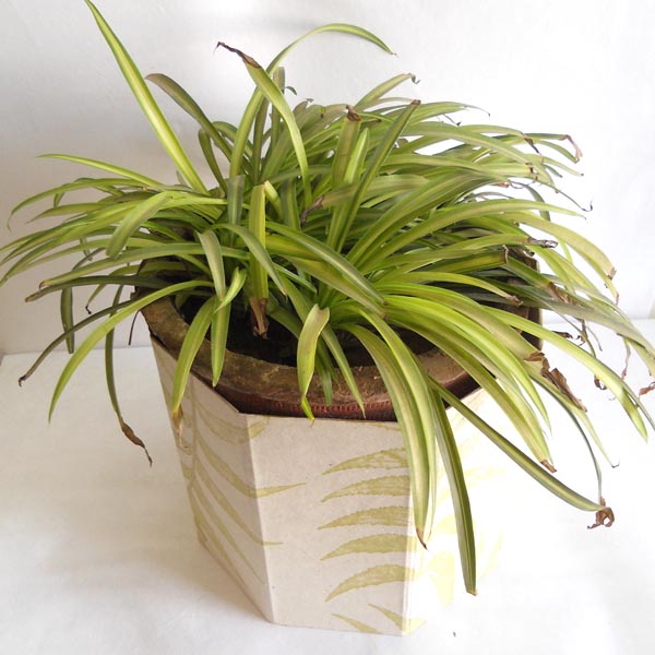 100% hemp paper given real leaves impressions planter