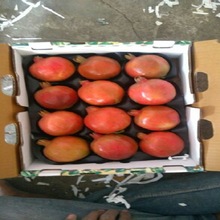 Common fresh pomegranate, Variety : Bhagwa