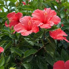 Natural hibiscus flowers, for Decorative, Garlands, Vase Displays, Style : Fresh