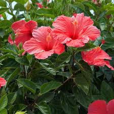 hibiscus flowers