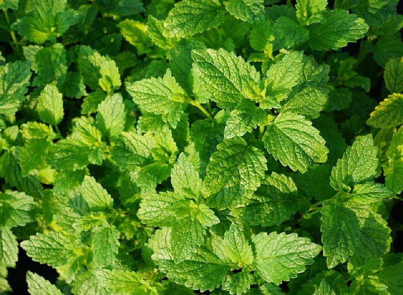 Peppermint Leaves, Color : Green