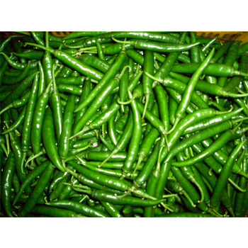 Props4shows Fake Green Chillies Pack of 36 