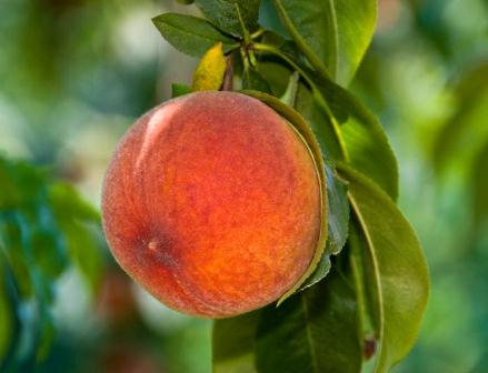 Early Grand Peach