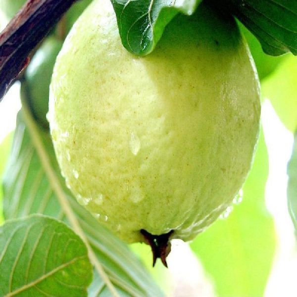 Organic L49 Guava Plant, for Garden, Feature : Easy Storage, Fresh, Long Life