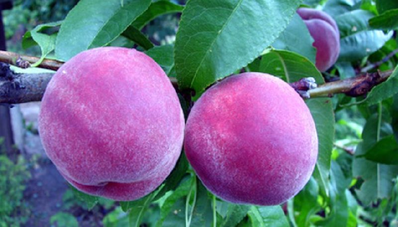 Purple Peach