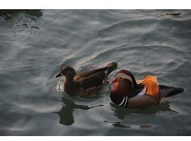 Wonderland Floating (Pair of two) Mandarin Ducks