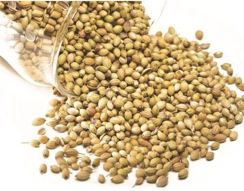 High Quality Coriander Seeds, for Cooking