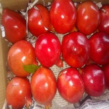 Vensai Pomegranate