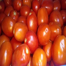 VST Common Tomato