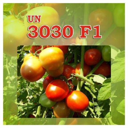 UN 3030 F1 Tomato Seeds, Packaging Type : Plastic Pouch