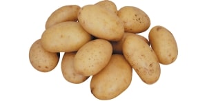 Organic Fresh Natural Potato, Shelf Life : 3 Months