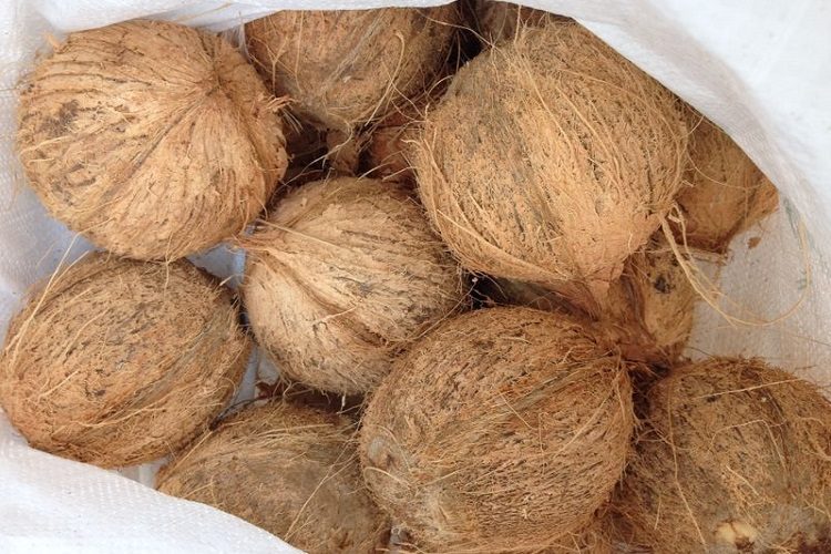 Fresh Semi Hushed Coconut