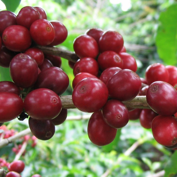 Roasted Liberica Coffee, for Food, Color : Natural