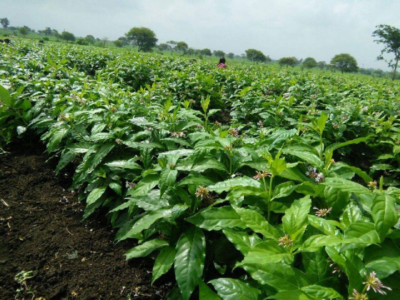 Ashwagandha Leaves