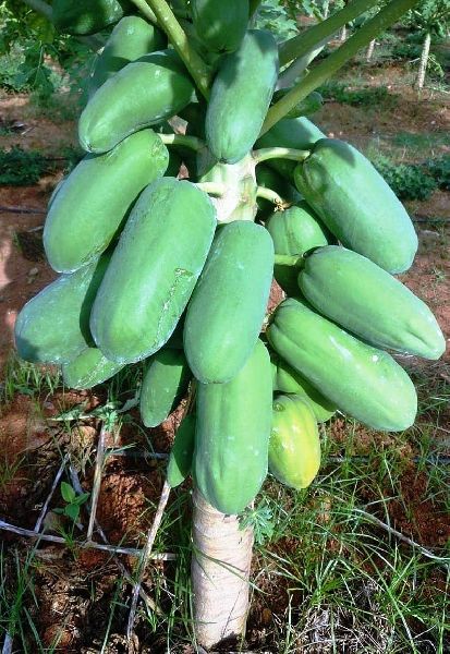 Papaya contract farming