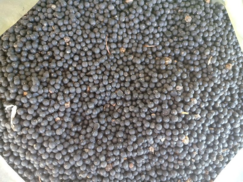 Yellow Shatavari Seeds