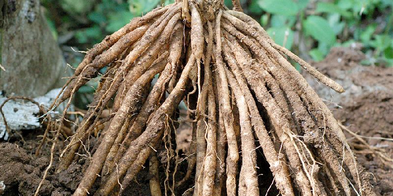 Organic Shatavari Roots, for Health Segment, Grade : Medicinal