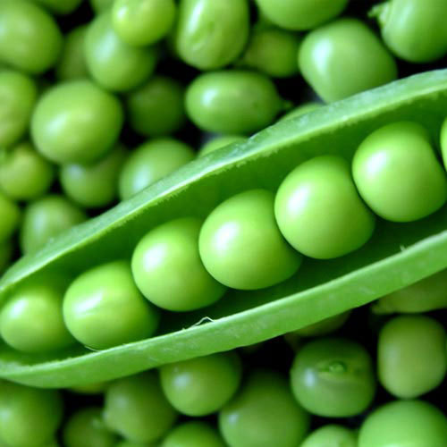 Fresh Green Peas, Shelf Life : 8-10Days