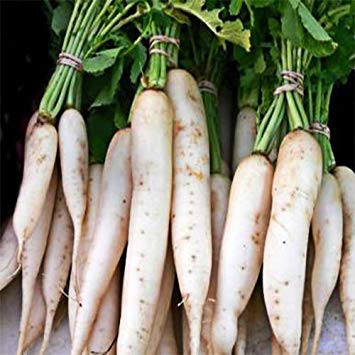 Fresh Radish, Certification : Apeda