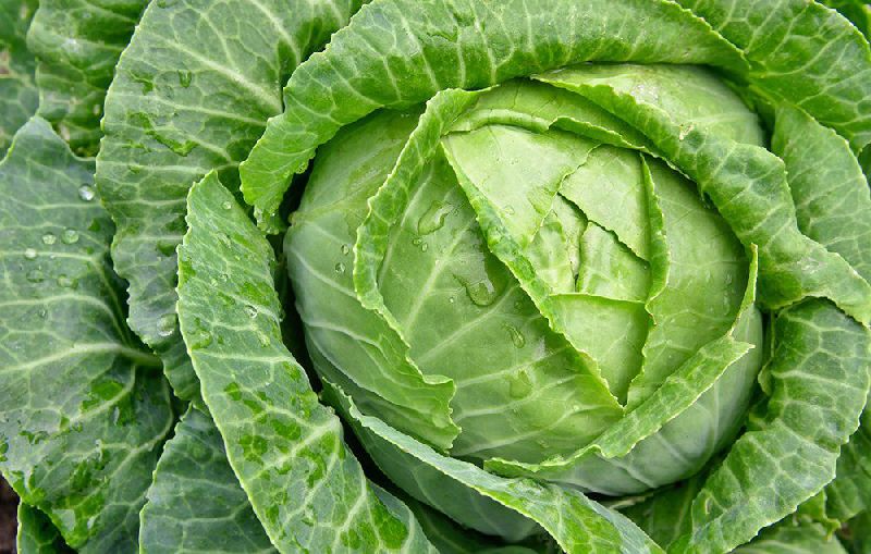 Green Cabbage, Packaging Type : 20Kg, 50Kg, 10Kg