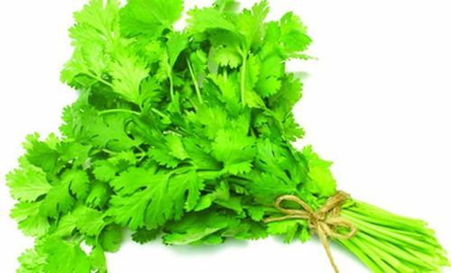 Green Coriander Leaves