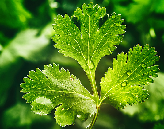 Natural Coriander Leaves