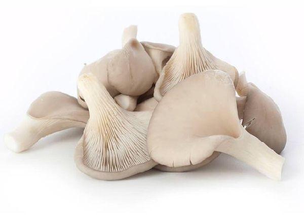 Fresh oyster mushroom, Shelf Life : 3-7days