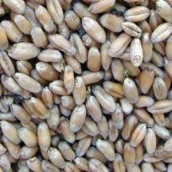 Organic Animal Feed Wheat Seeds, for Food, Purity : 99.9%