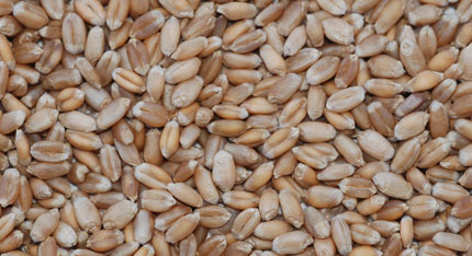 Organic Brown Wheat Seeds, for Flour, Food, Purity : 99%