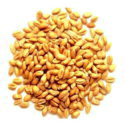 Organic Chandausi Wheat Seeds, for Chapati, Khakhara, Purity : 99%