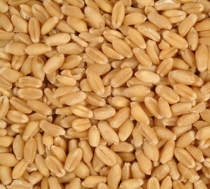 Organic Durum Wheat Seeds, Packaging Size : 10-20kg