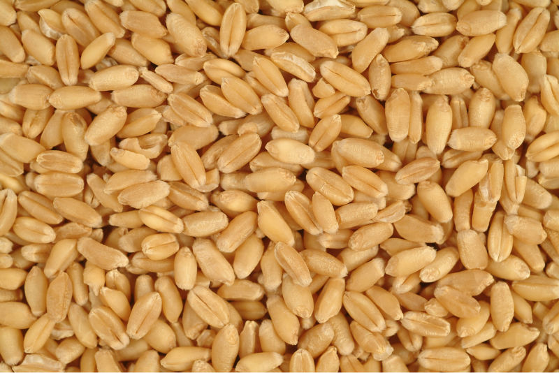 Organic High Quality Wheat Seeds, for Flour, Food, Purity : 99%