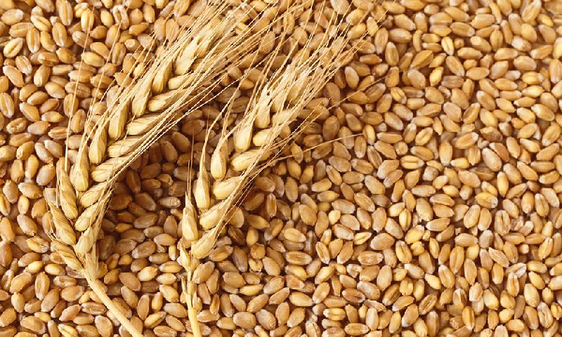 Organic Indian Wheat Seeds, for Khakhara, Roti, Purity : 99%