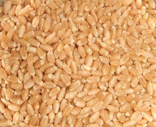 Vishvanjali Organic Milling Wheat Seeds, Certificate : FSSAI, FDA, Packaging Size : 50-100kg