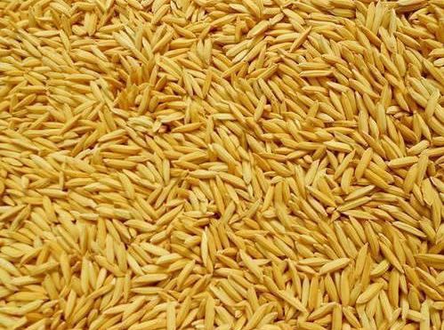 Hard Organic Non Basmati Paddy Rice, for Gluten Free, High In Protein, Variety : Medium Grain