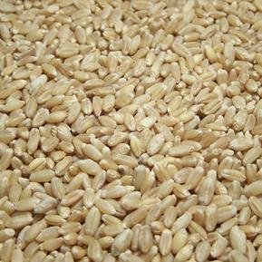 Organic Soft White Wheat Seeds, for Food, Purity : 99%