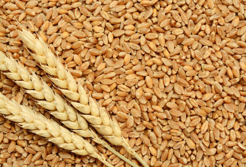 Wheat, for Making Bread