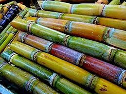 Organic Fresh Sugarcane